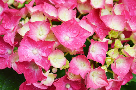 Pink hydrangea flower close upの写真素材