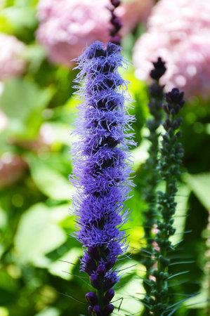 Blazing star flowering in the garden (Gayfeather, Liatris spicata or Prairie gayfeather)