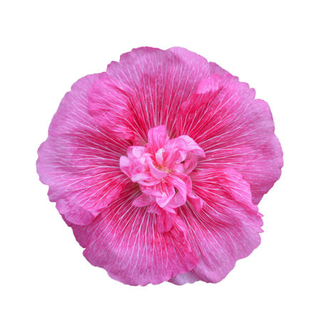 Hollyhock flower isolated on white backgroundの写真素材