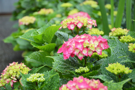 Flowering pink hydrangea or hortensia bush on spring rainy dayの写真素材
