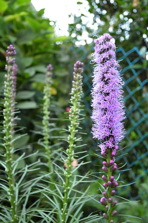 Blazing star flowering in the garden (Gayfeather, Liatris spicata or Prairie gayfeather)の写真素材