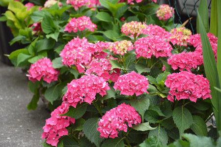 Blooming Hydrangea macrophylla bushes, close upの写真素材