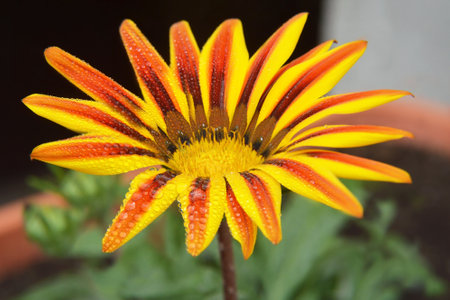 Gazania (Treasure flower) in summer garden, close upの写真素材