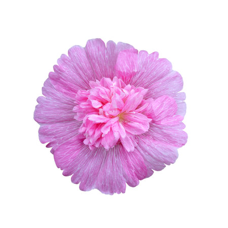 Pink hollyhock flower isolated on white backgroundの写真素材