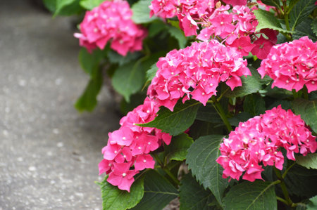 Pink hydrangea flower close upの写真素材