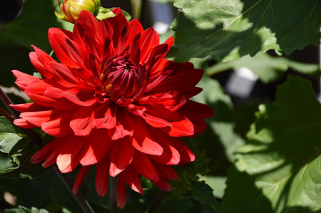 Red Dahlia flower blooming in the gardenの写真素材