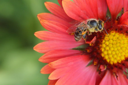 Bee and red gaillardia flower, macro imageの写真素材