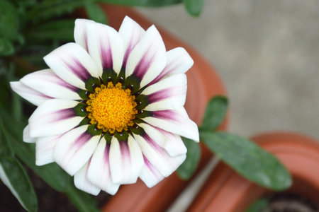 Gazania flower in summer garden (Treasure flower, African daisy)の写真素材