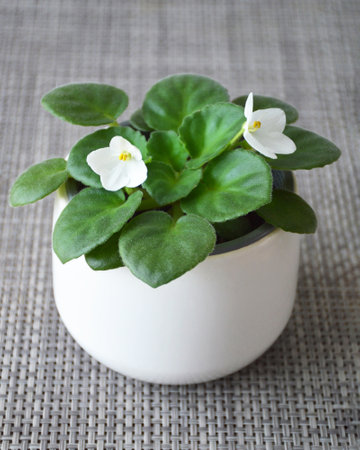 Saintpaulia or African violet in flower potの写真素材