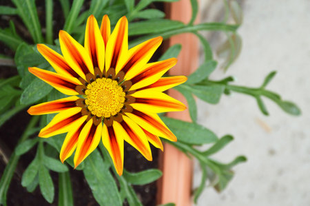 Gazania (Treasure flower or African daisy) in summer garden, top viewの写真素材