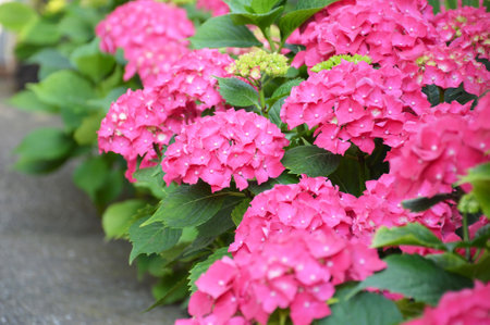 Blooming Hydrangea macrophylla bushes, close upの写真素材