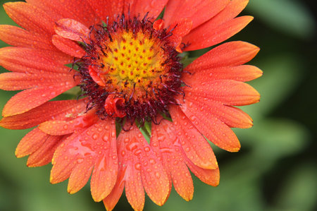 Red blanket flower (Gaillardia burgundy), macro imageの写真素材