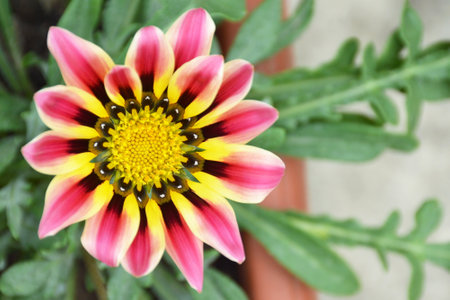 Gazania flower blooming in the garden (Treasure flower, African daisy)の写真素材