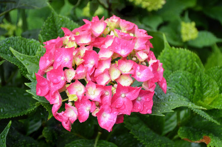Pink hydrangea flower, close upの写真素材