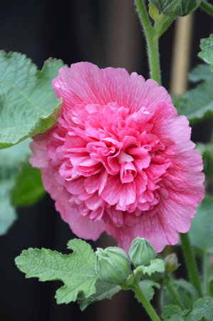 Pink hollyhock flower in the gardenの写真素材