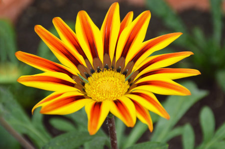 Gazania flower in summer garden, close upの写真素材