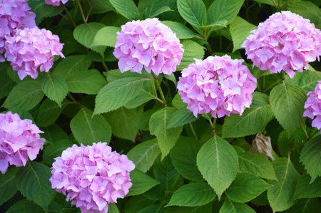 Hydrangea flower blooming in the gardenの写真素材