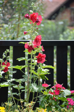 Red hollyhock flower in the garden, close upの写真素材