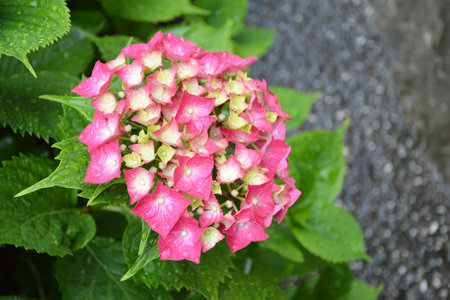 Pink hydrangea flower, top viewの写真素材