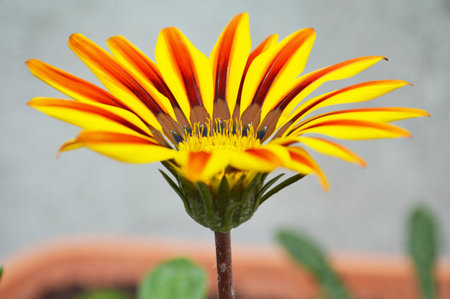 Gazania (Treasure flower or African daisy) in summer gardenの写真素材