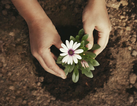Hands planting Osteospermum or African daisy in the garden. Spring gardening concept.の素材