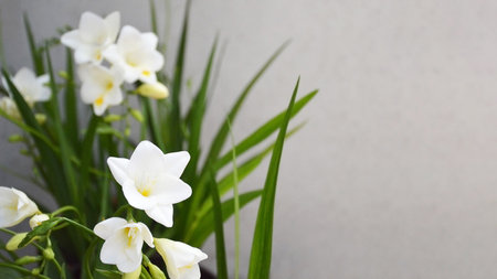 White freesia flowers on grey background with copy spaceの写真素材