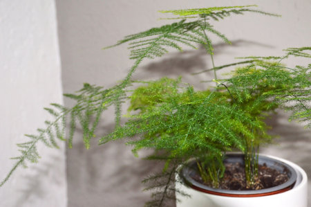 Asparagus fern in flowerpot, Asparagus setaceus closeupの写真素材