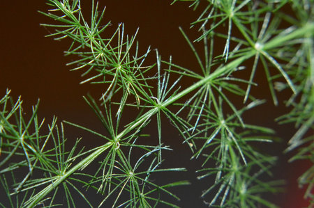 Asparagus fern leaf, macro imageの写真素材