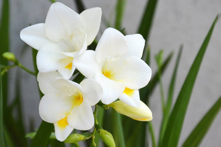 Blooming white freesia flowers, closeupの写真素材