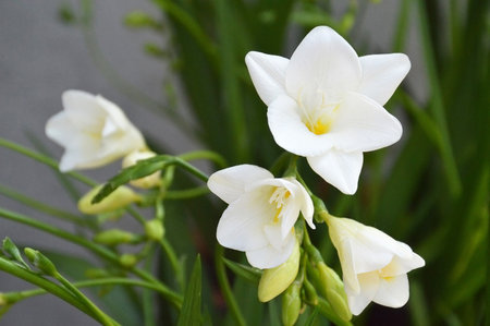 White freesia flowers blooming, closeupの写真素材