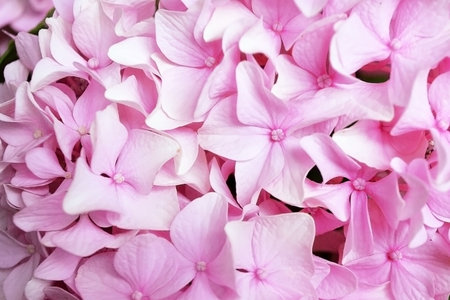 Top view of pink hydrangea background