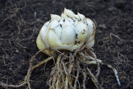 Lily bulb with root on the groundの写真素材