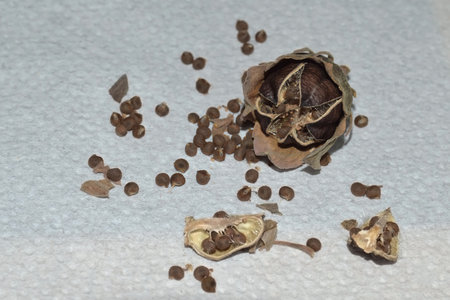 Dry seeds of hibiscus moscheutosの写真素材