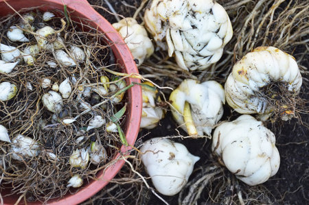 Lily bulbs ready for planting and propagatingの写真素材