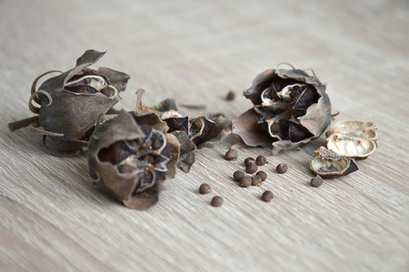 Hibiscus moscheutos seeds in dry seedpodsの写真素材