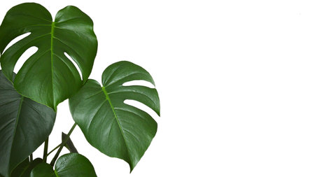 Monstera leaves isolated on a white background with copy spaceの写真素材