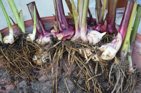 Canna rhizomes with roots, closeupの写真素材