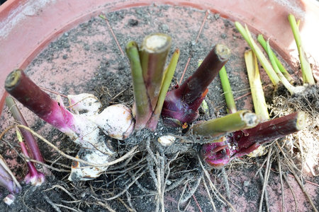 Canna rhizomes with roots, closeupの写真素材