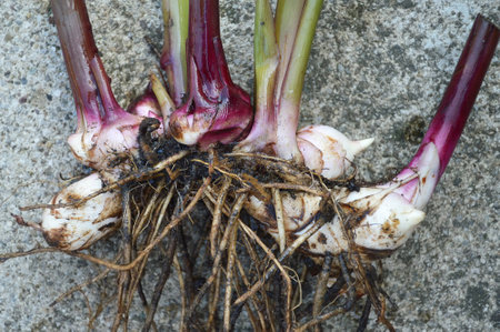Canna rhizomes with roots, closeupの写真素材