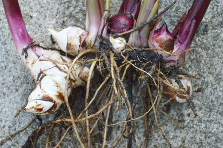 Canna rhizomes with roots, closeupの写真素材