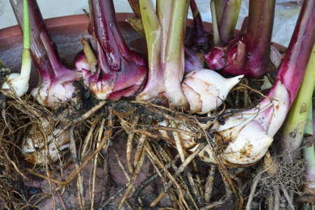 Canna rhizomes with roots, closeupの写真素材