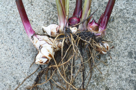 Canna rhizomes with roots, closeupの写真素材