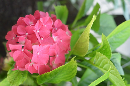 Pink hydrangea flower blooming in the gardenの写真素材