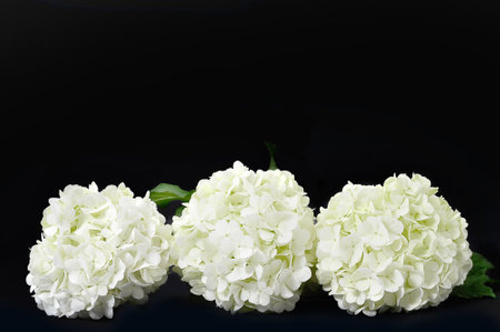 Snowball flowers isolated on black background with copy space