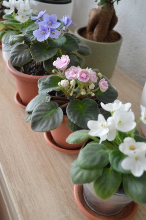 Collection of flowering African violetsの写真素材