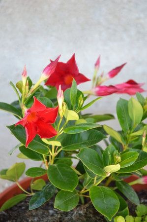 Red Mandevila tropical flowering plantの写真素材