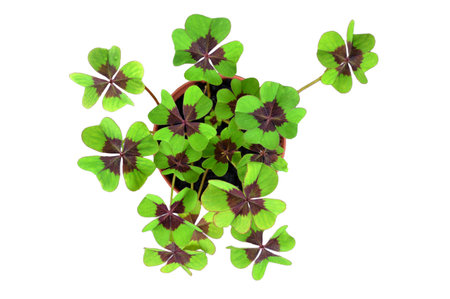 Four-leaf clover plant in the pot isolated on white backgroundの写真素材