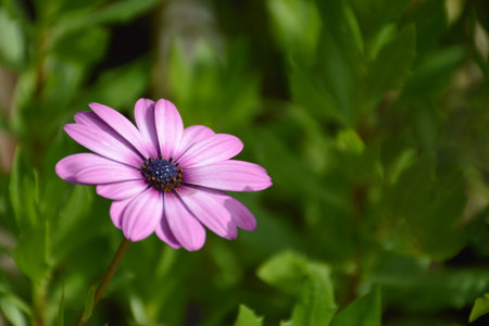 African daisy flowering in the garden, copy spaceの写真素材