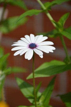 African daisy flowering in the gardenの写真素材