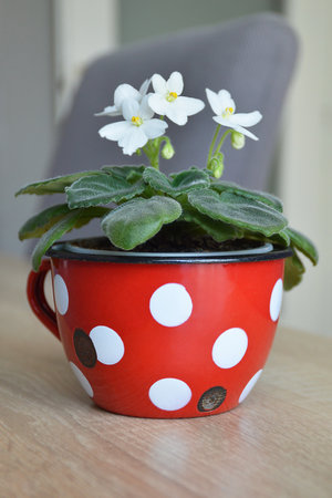 White African violets in flower potの写真素材